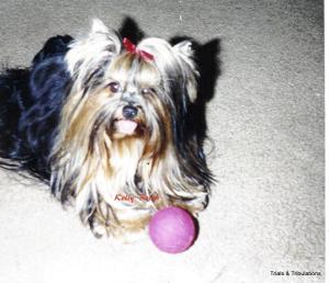 Picture of Nicky, my Yorkshire Terrier